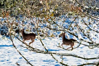 Waterford Castle Hotel - Deer